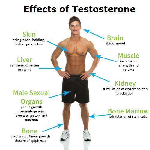 Effects of Low Testosterone